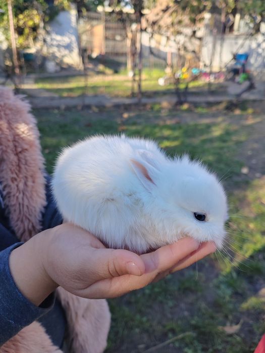 Iepurași cap de leu