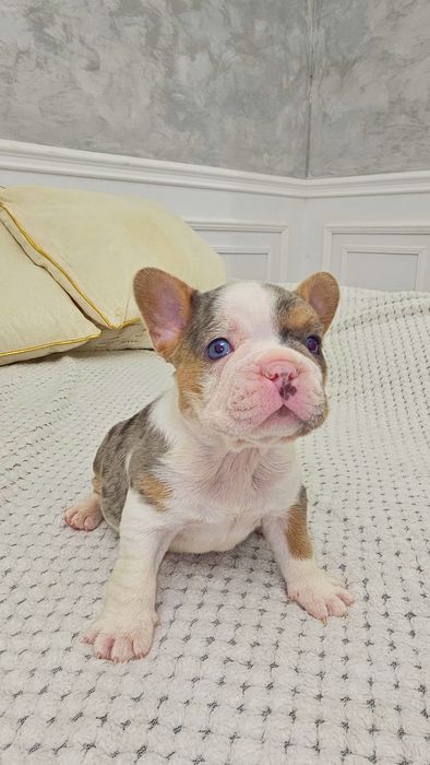 Bulldog francez 4 culori