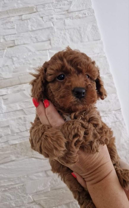 Cățeluș Pudel extra Red