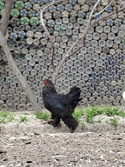 Брама хорозлар сотилади