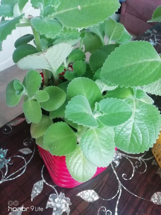 Продам цветы 2000т.