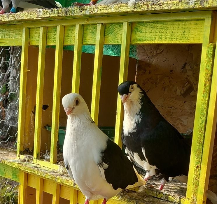 Vand/schimb gălățeni