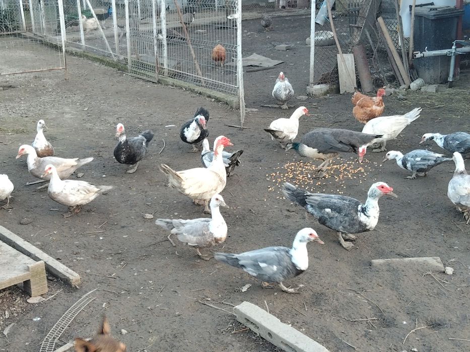 Vând rată.   mută