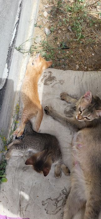 Котята. Мальчик. 2 кошечки