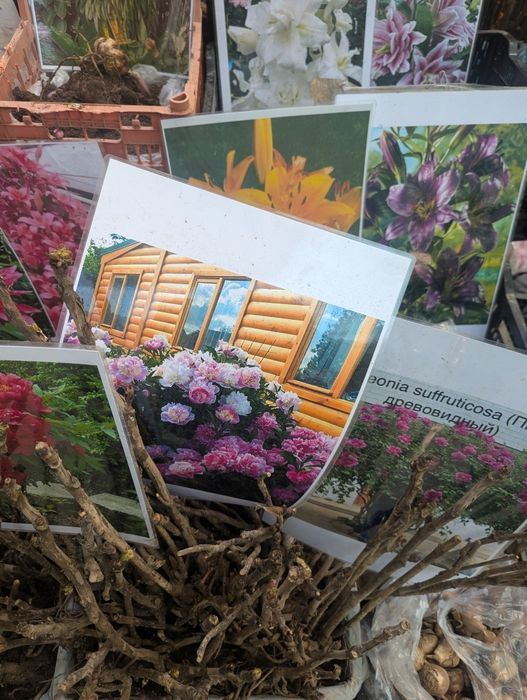 Продаются различные цветы