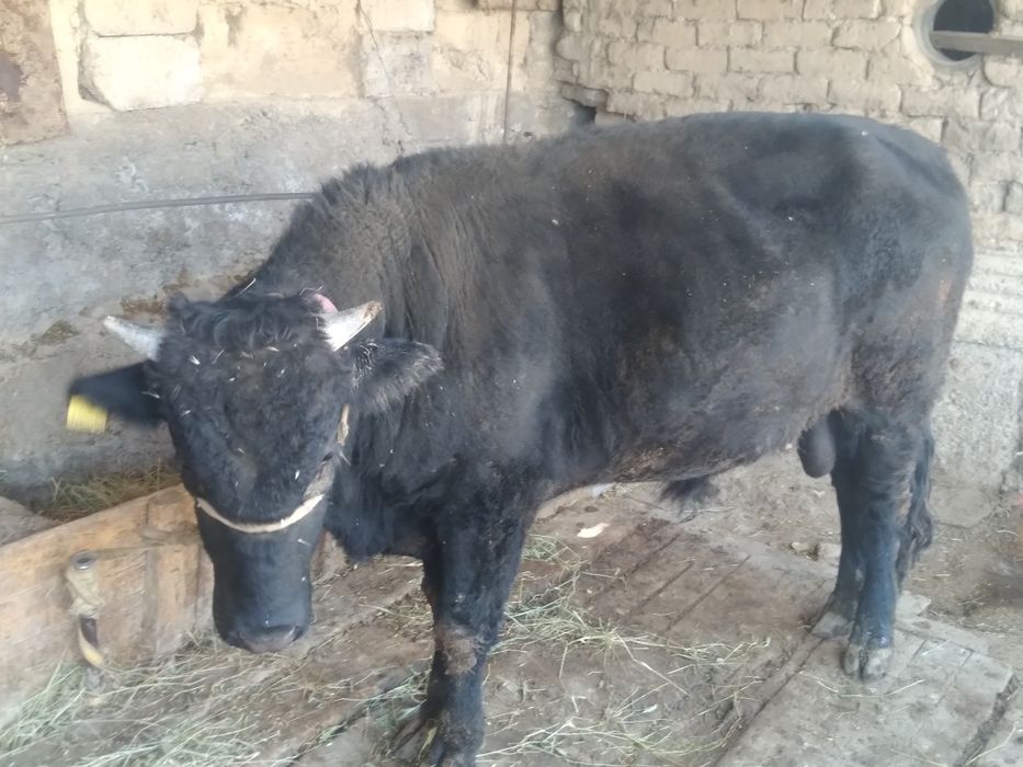 Огиз 2 жасар жемде турган