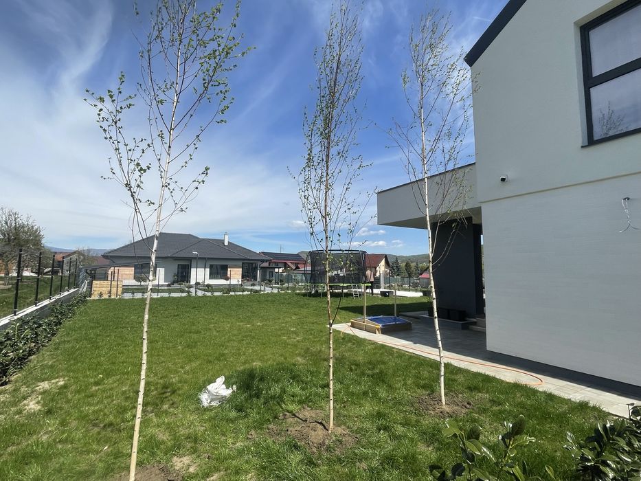 Leylandii Chiparos / Gard Viu