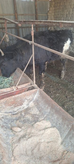 1 жасар еркек баспақ