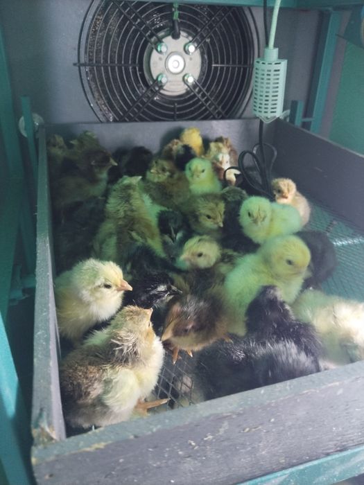 Продам суточных цыплят