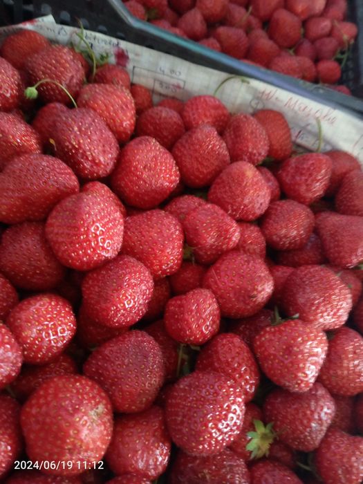 Экскурсии по Самарканде,Бухара,Шахрисабз, Ташкент,Пенджикент.