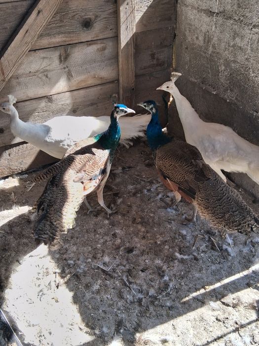 Cocosi de paun de anu trecut