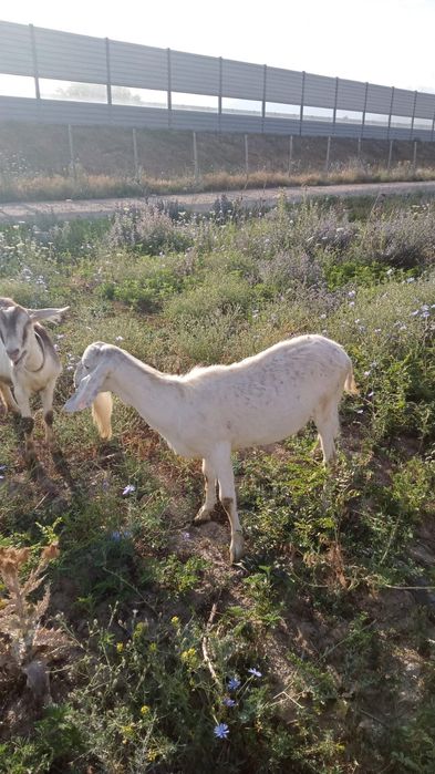Продаётся козёл.
