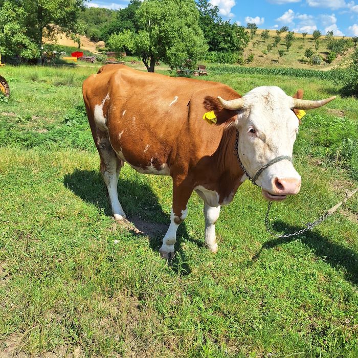 Vaca de vanzare gestanta în 9 luni