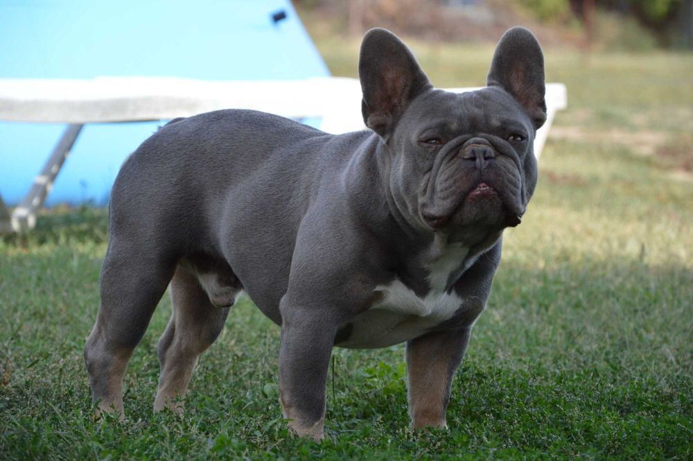 Френски булдог син уникат