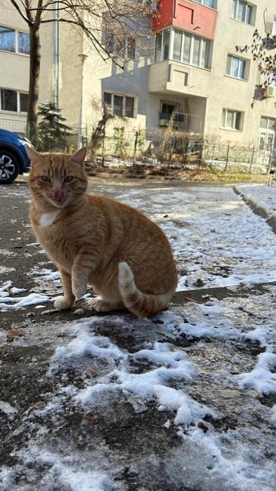 Galbioara, pisica de 7 ani, sterilizata