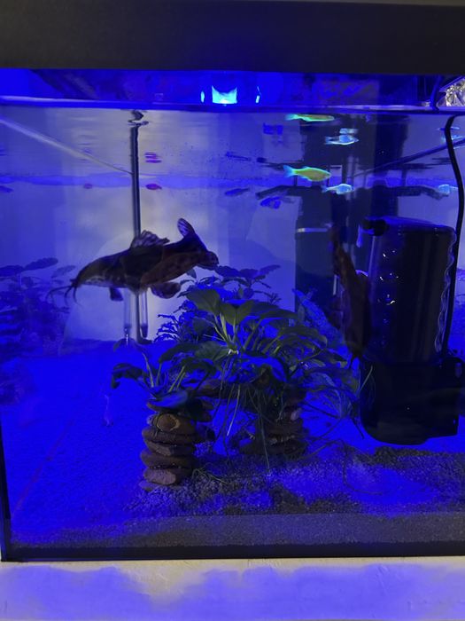 Acvariu complet 54L cu pesti, plante si accesorii gata de utilizare