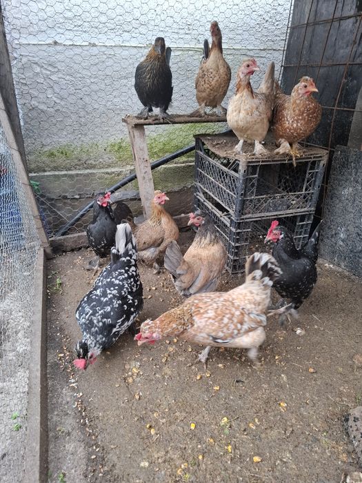 Perechi de gainusi pitici.