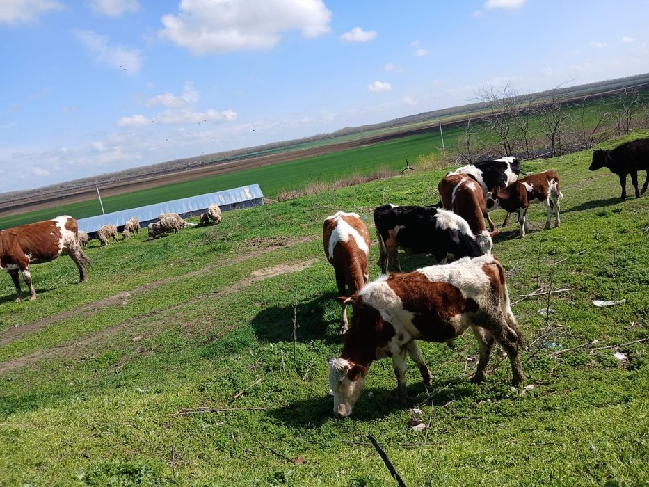 Vand vaci Montbeliarde