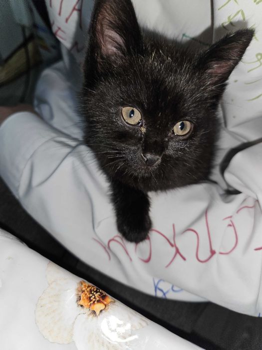 Котенок, девочка