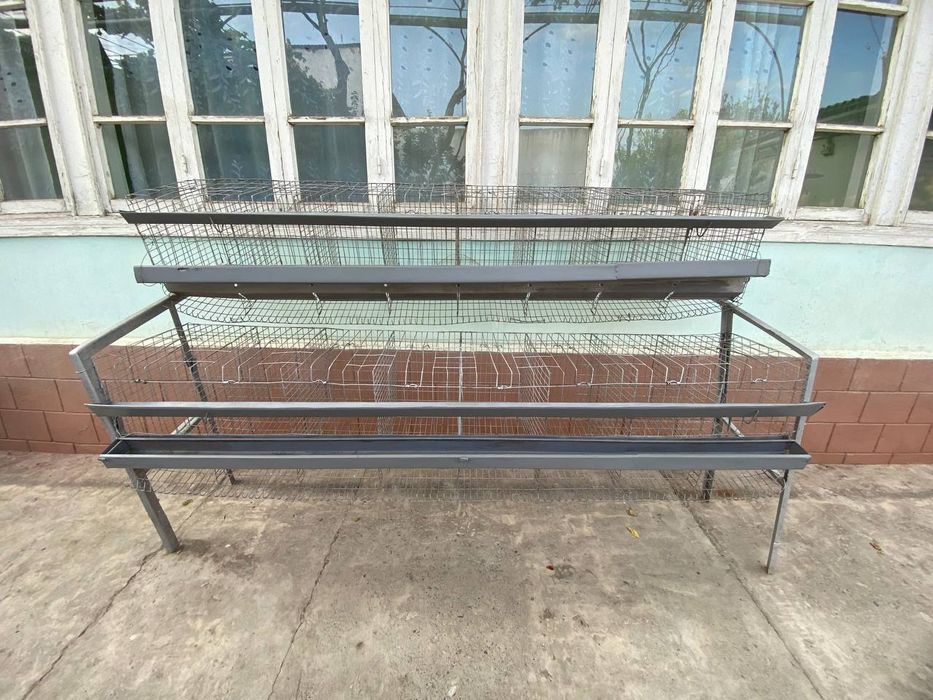 Tovuq kletka holati yangidek