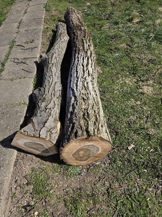 Copac buștean de nuc