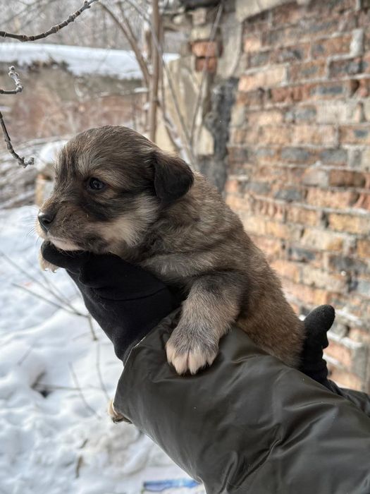 Дарю щенят!        .