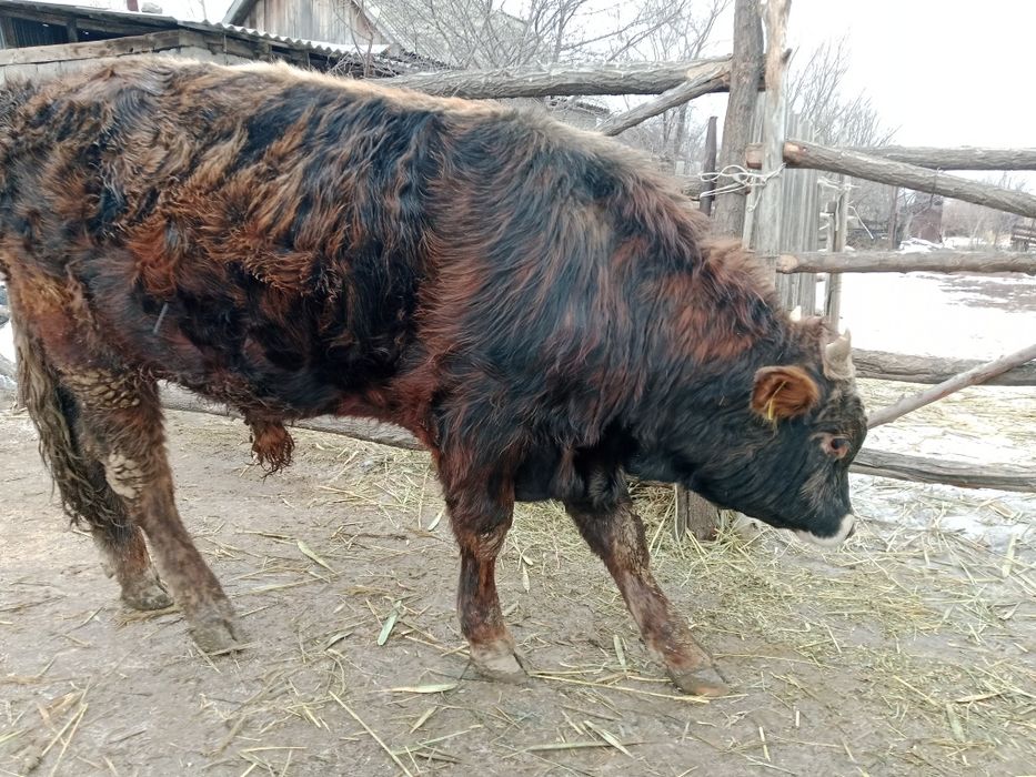 Продаю быка в откорме