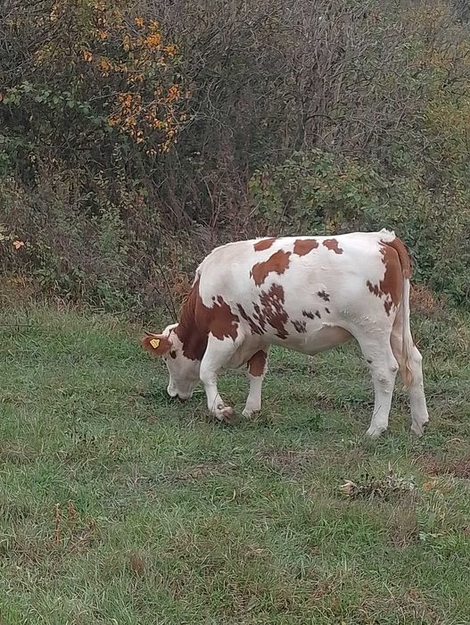 Vând  juninca  gestanta și o vitea