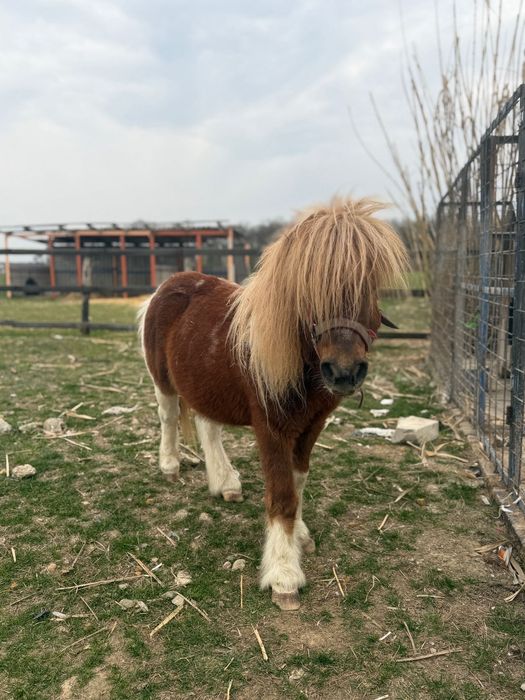 Vând ponei cal ( castrat )