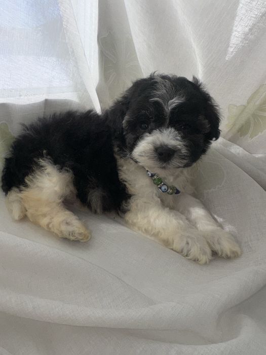 2 месяца тойпудель