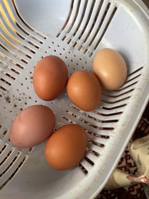 Куры 11мес активно несут яйцо