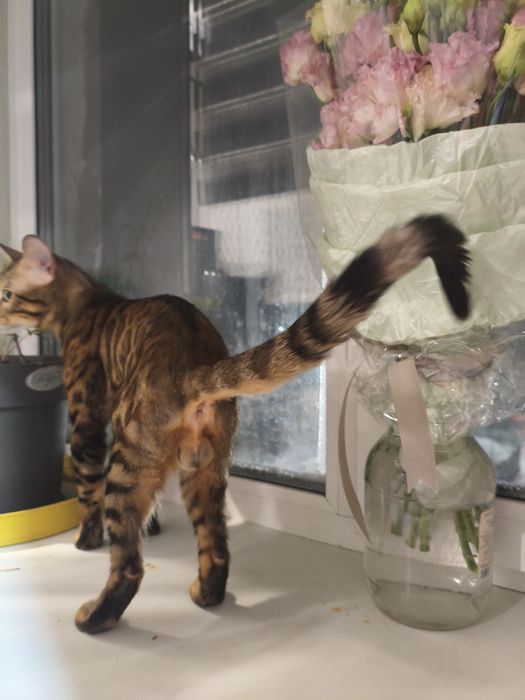 Вязка. Кот бенгальский 1,5 г.