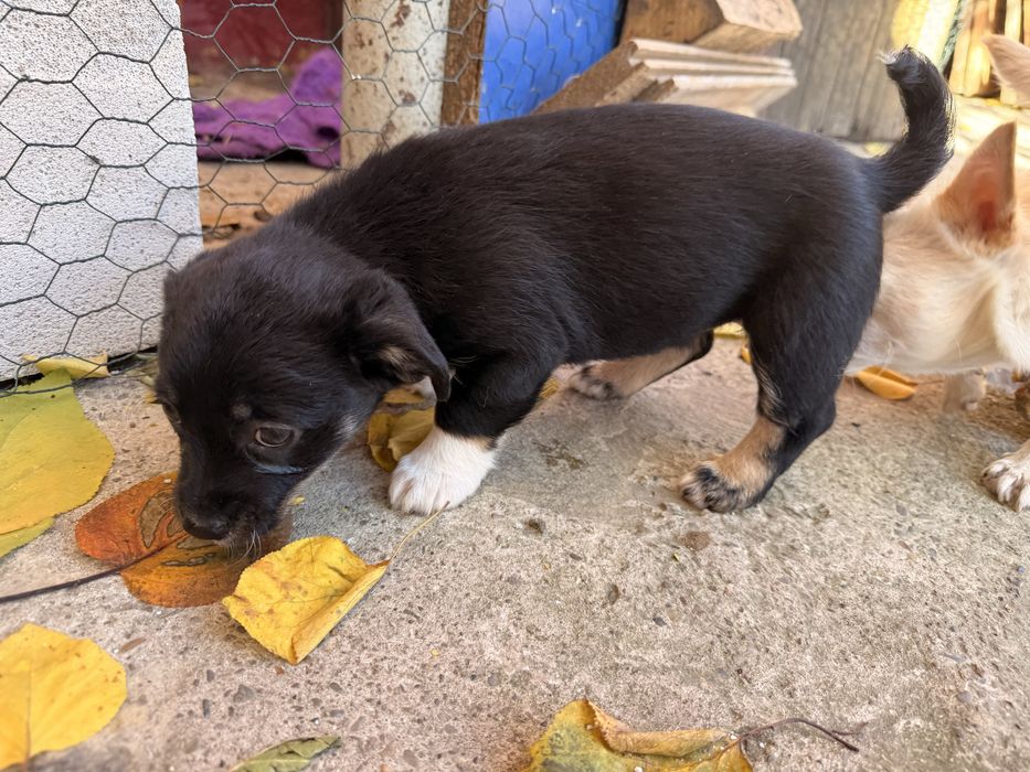 adoptie Caini - vaccinati, deparazitati