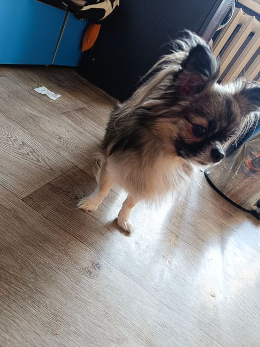 Чистокровный кобель чихуахуа ищет невесту