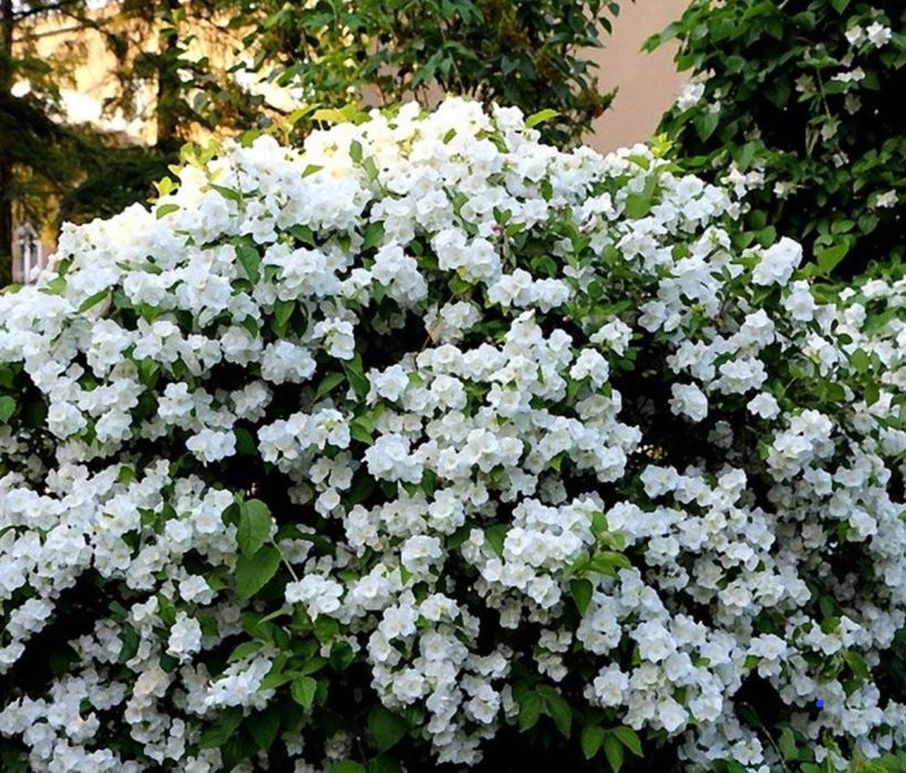 Цветы,    цветы.