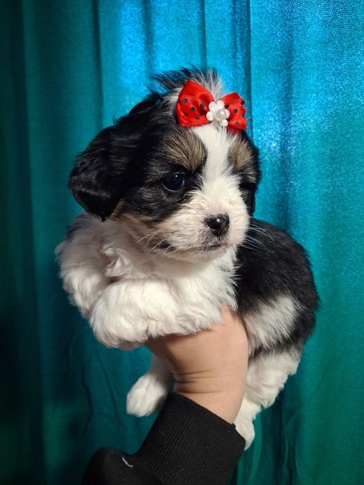 Bichon maltez 600 lei