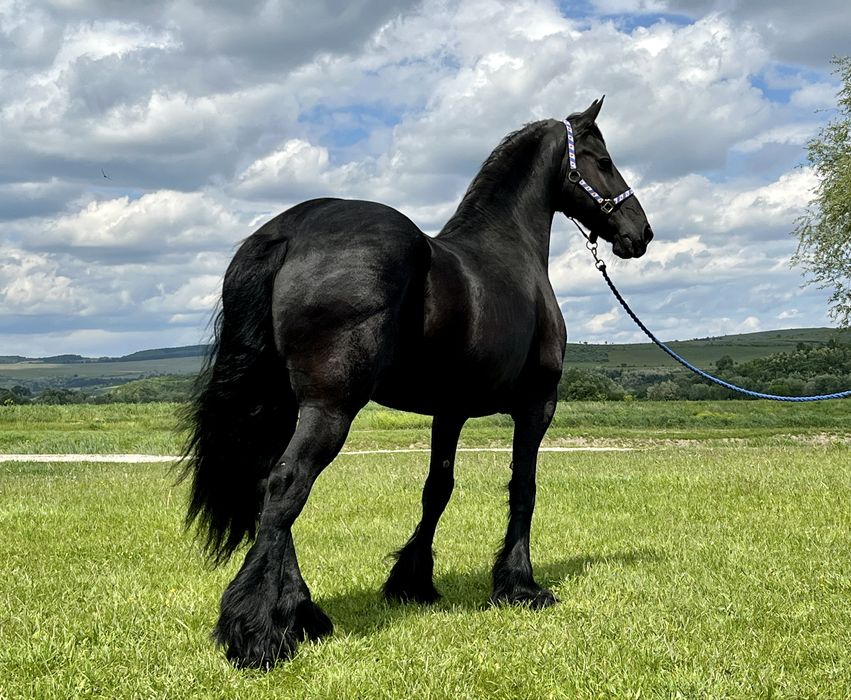 Iapă Friesian Frizian Friz echitatație călărie