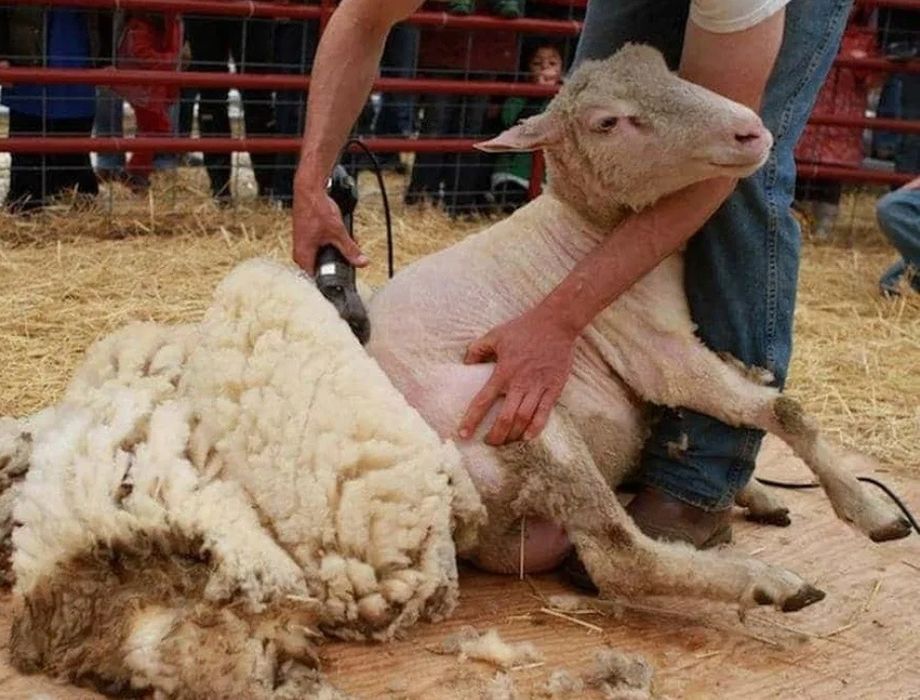 Qo'y yungini olish xizmati