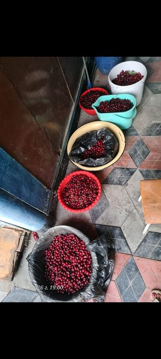 Черешня калированая