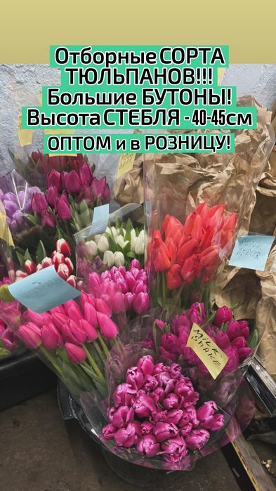 ТЮЛЬПАНЫ!!! Талдықорған!