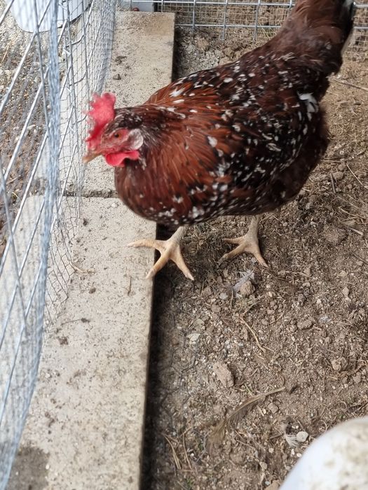 Oua incubat de gaina rasa italiana portelan