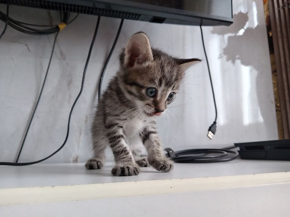 Котята Еркек марғау сатылады