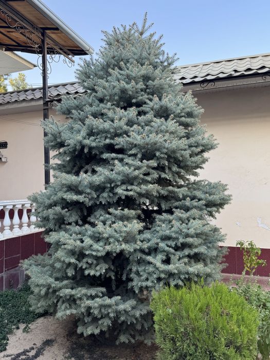 Голубая ель 3,5-4 метра