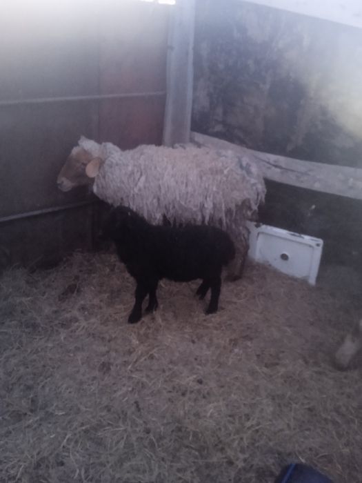 Продается овцы возрастные