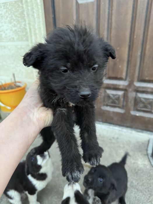 Отдам в добрые руки щенята