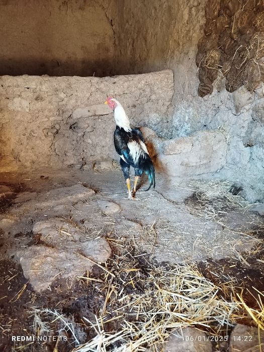 Sotiladi juja xuroz 7 oylik  manzil qashqadaryoda