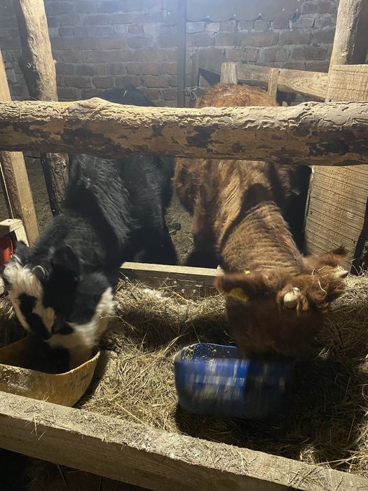 Продам бычков и телочку