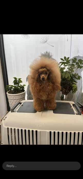 Той Пудели Ред Априкот