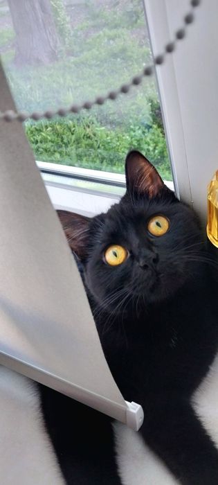 Отдам кошку в добрые руки