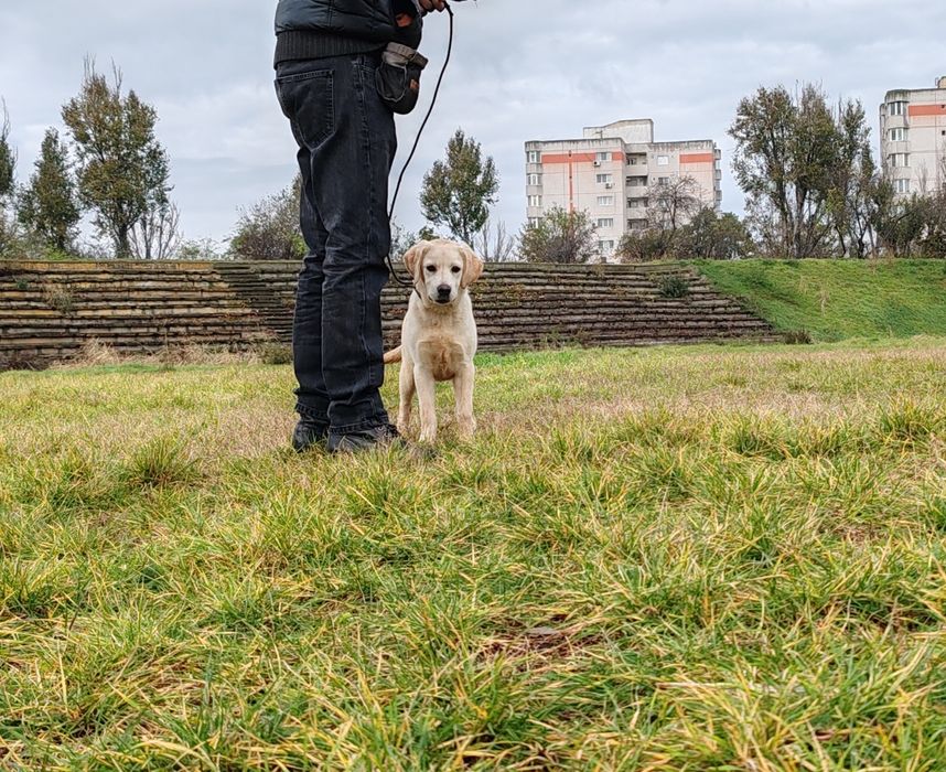 Labrador Retriever felema galbena